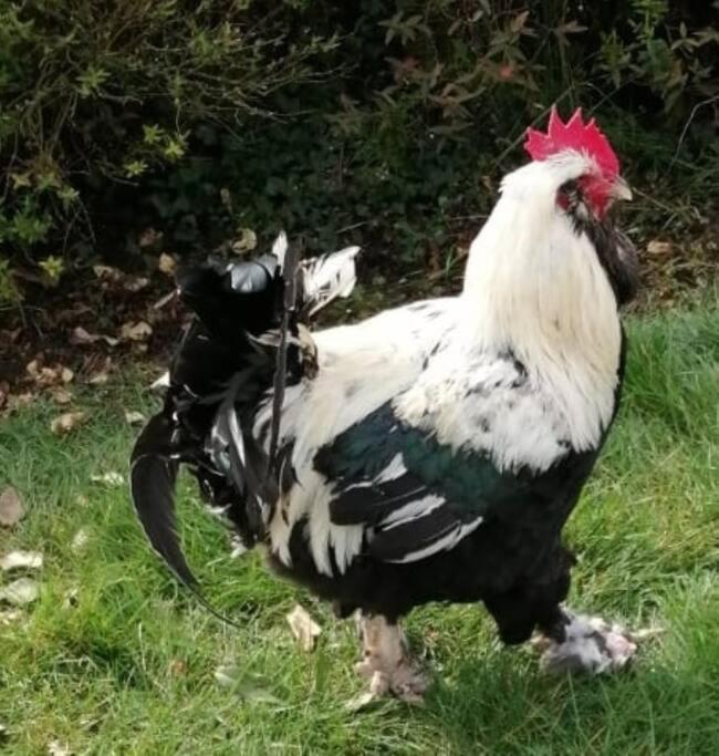 Gite Bin Benaise Draps Et Serviettes Compris Pamproux Buitenkant foto